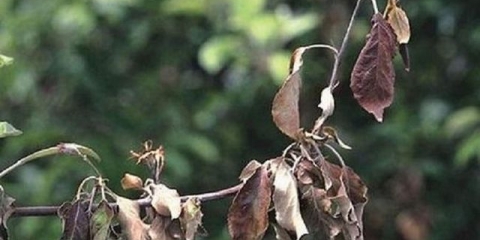 Kruška se suši - šta učiniti